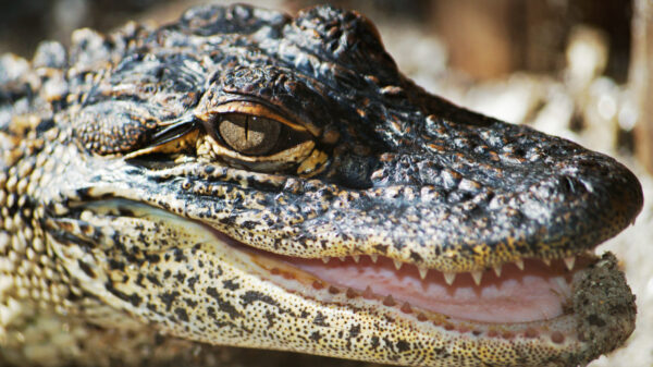 Al eens een krokodil een vleermuis uit de lucht zien happen?