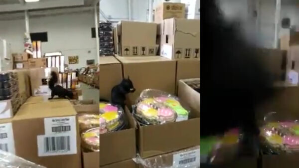 Het moment dat je er achterkomt dat eekhoorns best agressief kunnen zijn