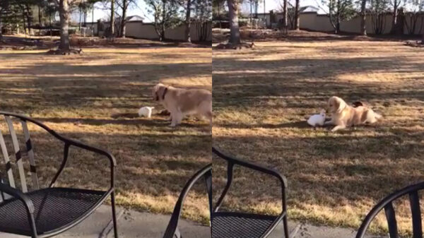 Na al die narigheid is het tijd voor flufferigheid