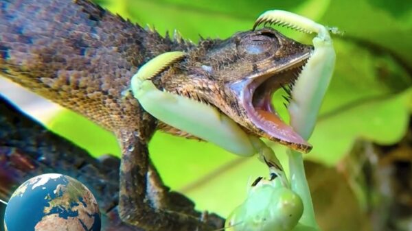 Bidsprinkhaan verslindt deze iets te sappige gekko levend