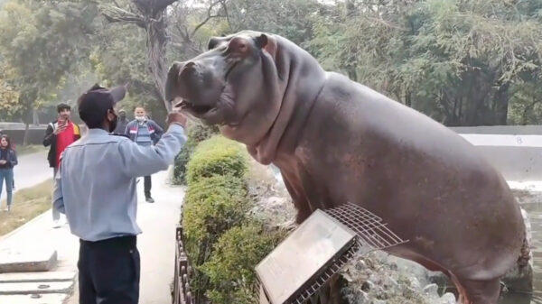 Zeg schobbejak, wil jij wel eens even heel snel terug het water in gaan?
