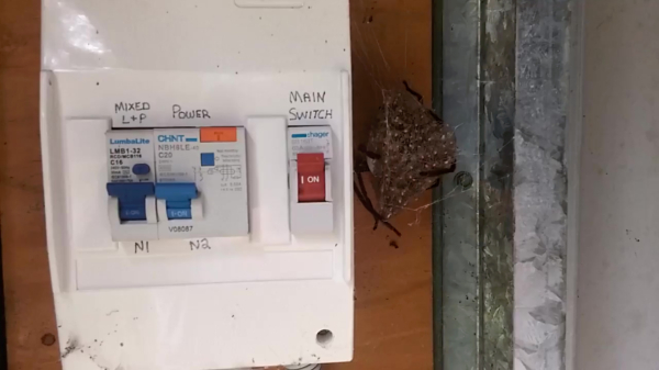 Vandaag in de categorie "wil je niet naast je meterkast": een nest Huntsman spiders