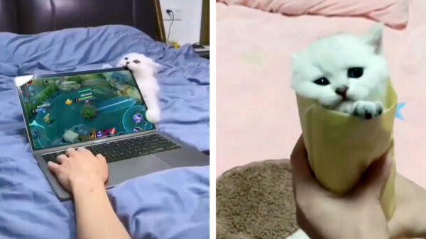 Samen met je %#$ˆ&-kat even genieten van je nieuwe laptop