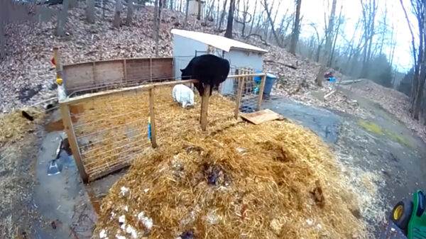 Voor deze beer staan er vanavond helaas geen speklapjes op het menu