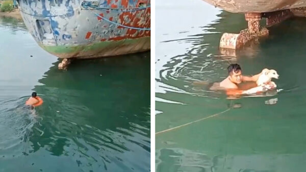 Helden van de dag redden hondje dat al hele nacht onder een boot vastzit