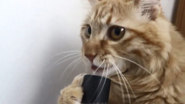 Lik lik lik lik lik lik!