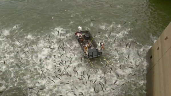 Vissen op Aziatische karpers hoeft helemaal niet zo moeilijk te zijn