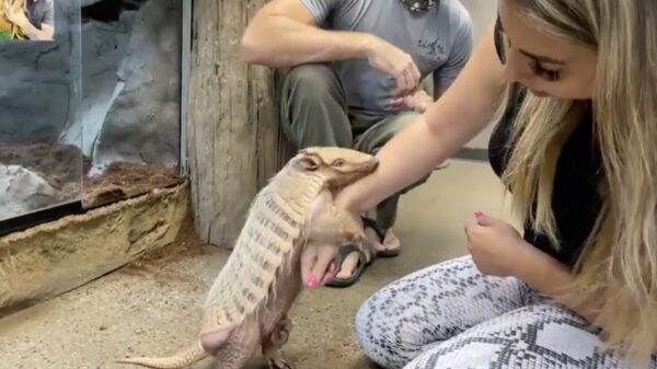 Deze dame had snel spijt dat ze een gordeldier wilde aaien