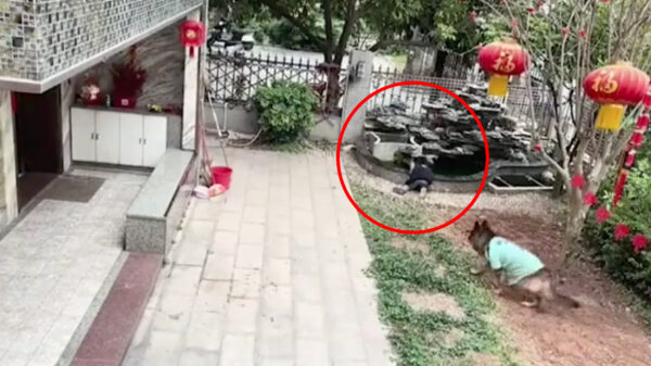 Duitser herder voorkomt dat jongen verdrinkt én schept bal uit de vijver