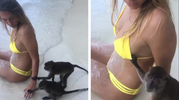 Wij stammen wel degelijk van apen af: tijd voor een kleine inspectie