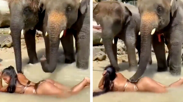 Dombo wordt iets te slurftastelijk bij het geven van een massage