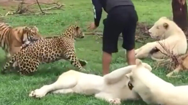 Omdat 'ie weer rondgaat: tijger redt zijn baasje van luipaardaanval