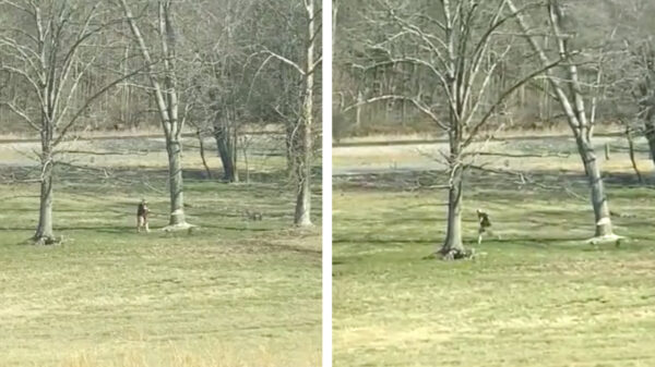 Wat was deze houthakkende amateur in godsnaam denkende?