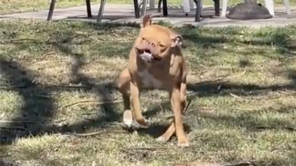 Ook hond.zip geniet van het lekkere weer en gaat los in de achtertuin