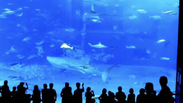 Flitsende camera's laten een tonijn tegen het glas van een aquarium klappen