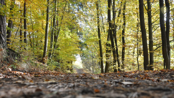 MTB'er krijgt een eigenaardige verrassing tijdens afdaling in het bos