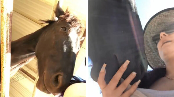 Paardenmeisje wordt enigszins apart gegroet door nieuwsgierige knol