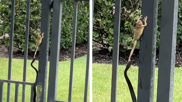 De close call van de dag is vandaag voor deze gelukskikker