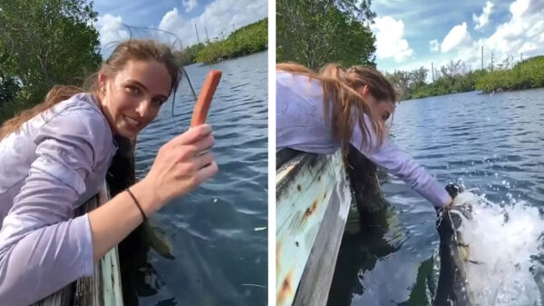 Om te vissen heb je helemaal geen hengel nodig; alleen een hotdog