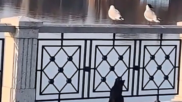 Nog een klein stukje en deze kat heeft eindelijk die zeemeeuw te pakken