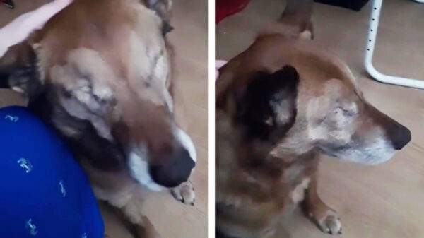 Baasje zorgt ervoor dat Jasper de blinde hond eindelijk ogen krijgt