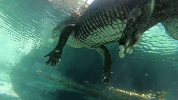 De echte avonturiers voeren geen krokodillen maar zwemmen er onderdoor!