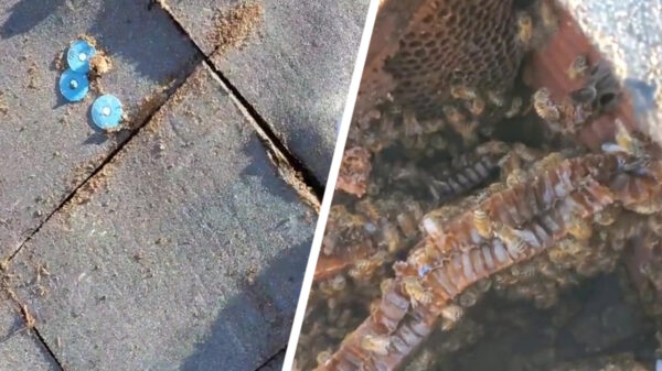 Man vindt een enorme zoemende honingfabriek onder zijn dak