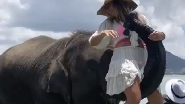 Elegant van een olifant stappen is vrijwel onmogeljik