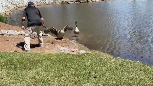 Note to self: de gemiddelde gans houdt niet van een potje golf