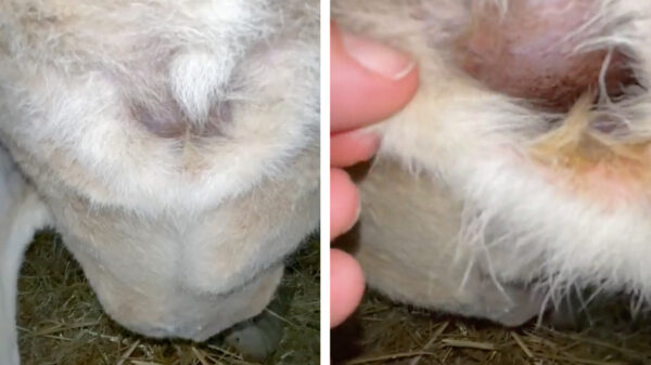 Wel eens afgevraagd hoe een baby-kangoeroe in een buidel chilt?