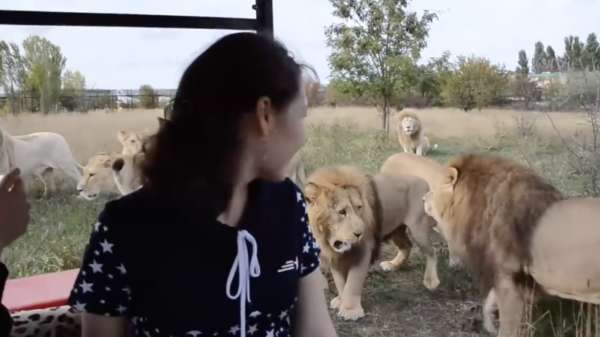 Hoe zou het met de veiligheidsvoorschriften van dit Russisch "safaripark" zitten?