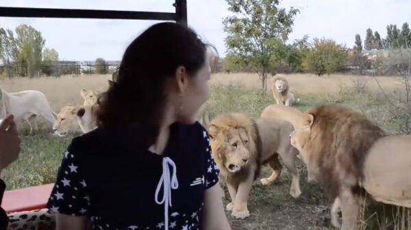 Hoe zou het met de veiligheidsvoorschriften van dit Russisch "safaripark" zitten?