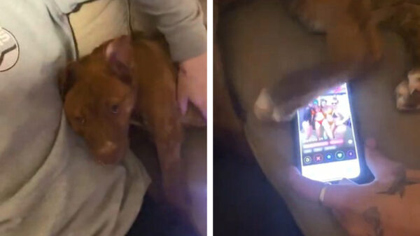 Trouwe viervoeter helpt zijn baasje bij het vinden van een match op Tinder