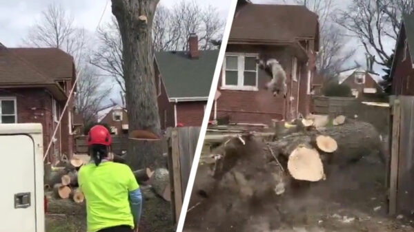 Neergehaalde boom blijkt een heel onverwachte passagier te hebben