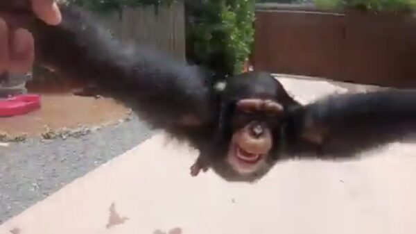 Deze aap draait het liefst de hele dag rondjes