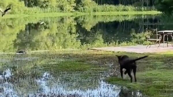 Hond vs vogels vs verrassing met een grote mond