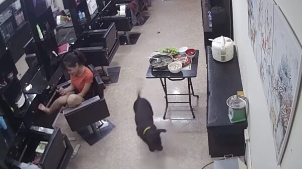 Stomme viervoeter richt bende aan in kapsalon