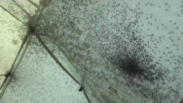 Het bewijs dat in bepaalde landen muskietennetten geen overbodige luxe zijn