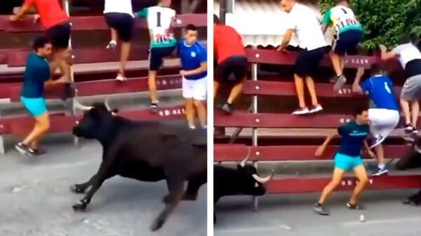 Teamwork tussen twee stieren die een snoeiharde bodycheck uitdelen