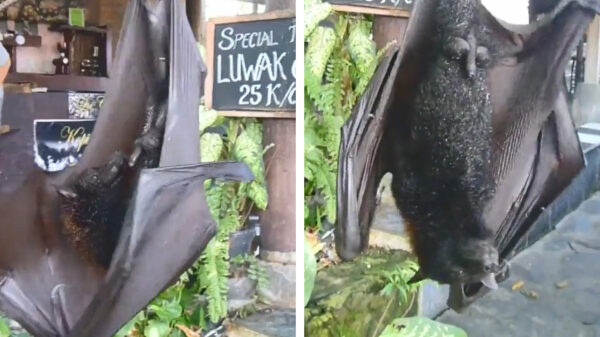 Zóóó zeg, dat is nog eens een grote vleermuis