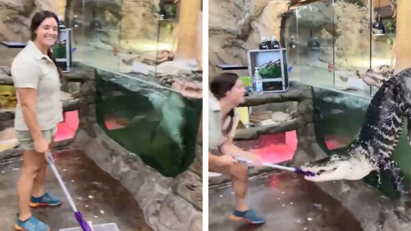 Vandaag is het de beurt aan de stagiaire om de beestjes te voeren