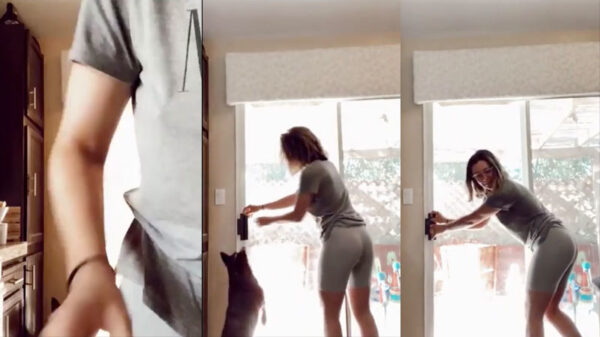 ADHD-hond weet niet of hij binnen of buiten wil spelen