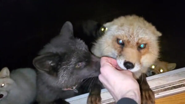 Dit is wat er gebeurt als je een raam in een vossenopvangcentrum opent