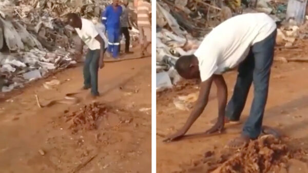 Slangenfluisteraar hypnotiseert een koningscobra en drukt hem in een zak