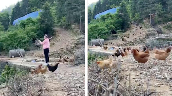 Vrouwtje van het kippen-koninkrijk laat weten dat het etenstijd is