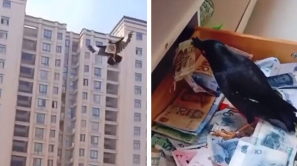 Dit vliegende pensioenfonds heeft een geschat rendement van 142.300%