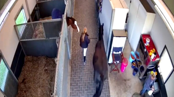 Wel eens een paard gezien dat met z'n verkeerde hoef uit bed is gestapt?