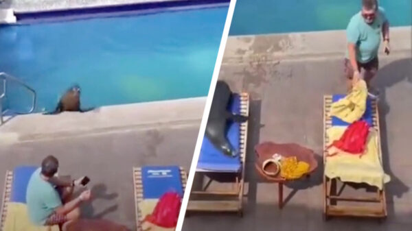 Hey vriendelijke vriend, je ligt op mijn bedje!