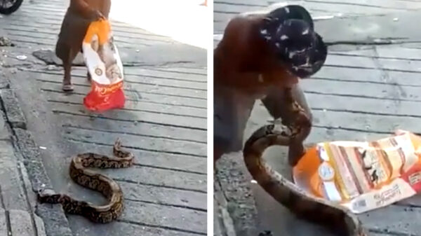 Man niet onder de indruk van slang en gaat een potje amandeltennissen