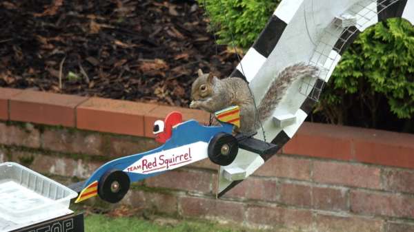 Man bouwt Formule 1-hindernisbaan voor de eekhoorns in zijn tuin